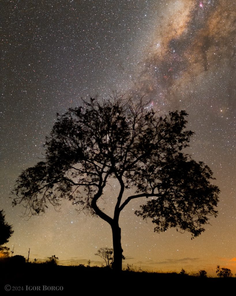 Árvore sob a Via Láctea na Serra da Canastra. Foto: Igor Borgo.